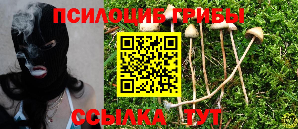 Галлюциногенные грибы Psilocybe Новоалтайск